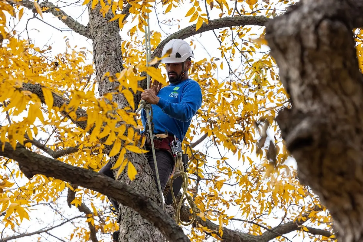 Skilled Dead Tree Removal crew working in Carterville